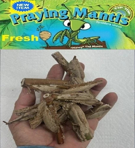 20 Freshly Harvested Carolina Praying Mantis Egg Cases Fresh Picked 2026 season.