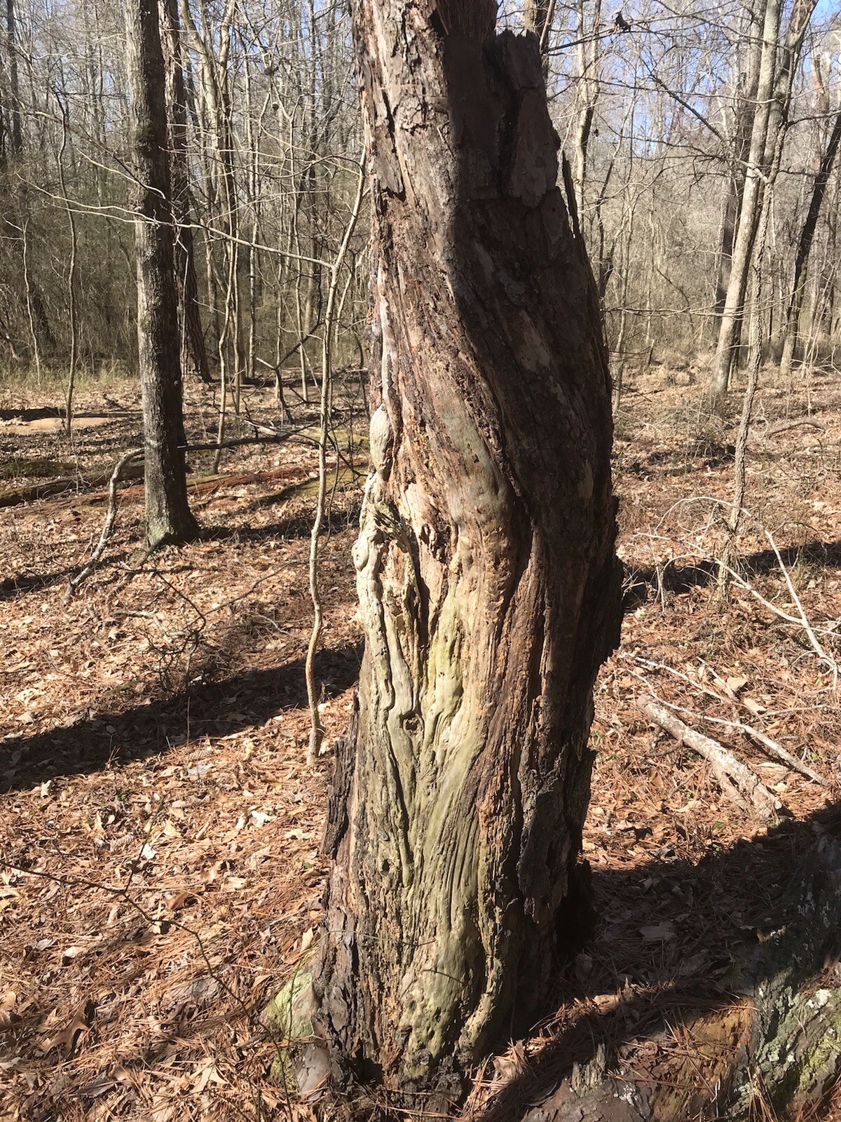 Chez Jones Fatwood Bundle Fire Starter Lighter 2 lbs