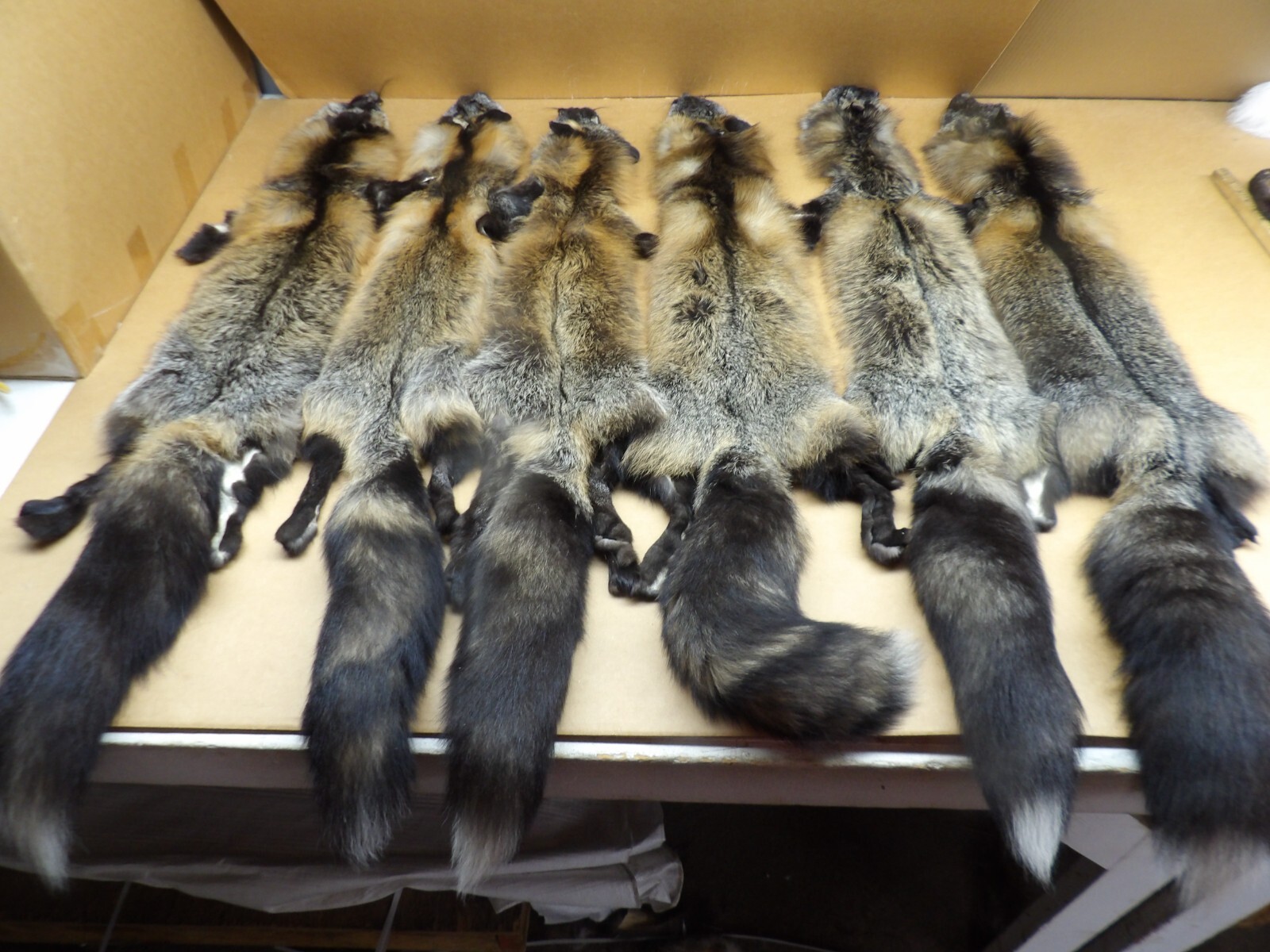 Tanned #1 Alaskan Cross Fox Hides Top Lot/Furs/Taxidermy/Crafts/Freshly tanned