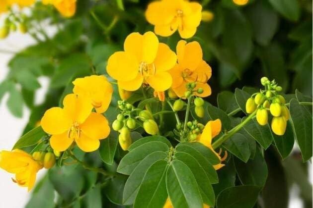 Hoja de Sen Té (Senna Leaf Tea Natural) Net Wt. 4 oz (113g) - 100% Natural,Vegan