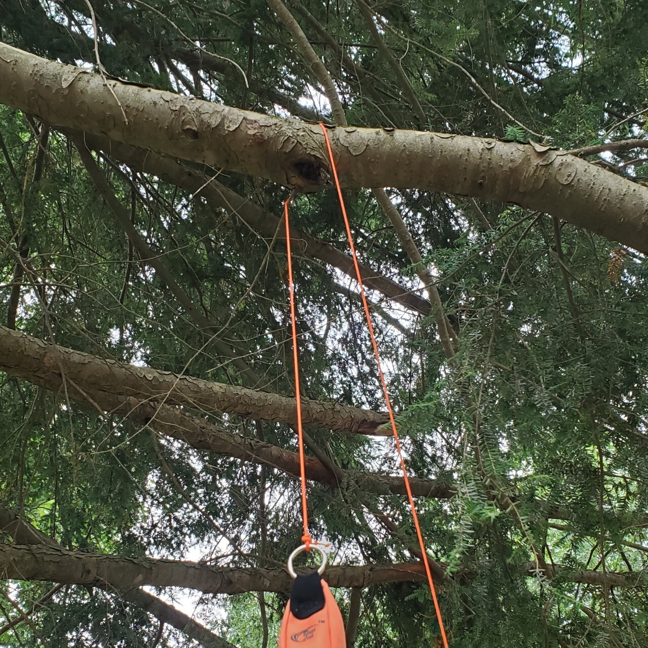 Arborist Climbing Throw Line 2 mm (1/12 in) 150 ft Spool Cord 200 lbs Tensile