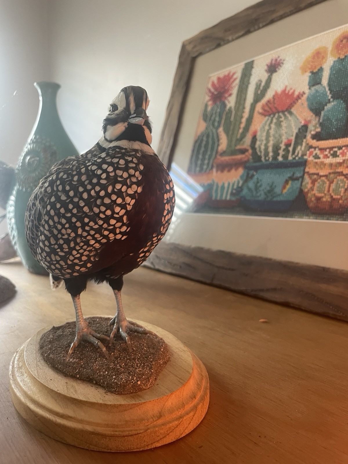 Mearns Montezuma Quail Taxidermy Mount