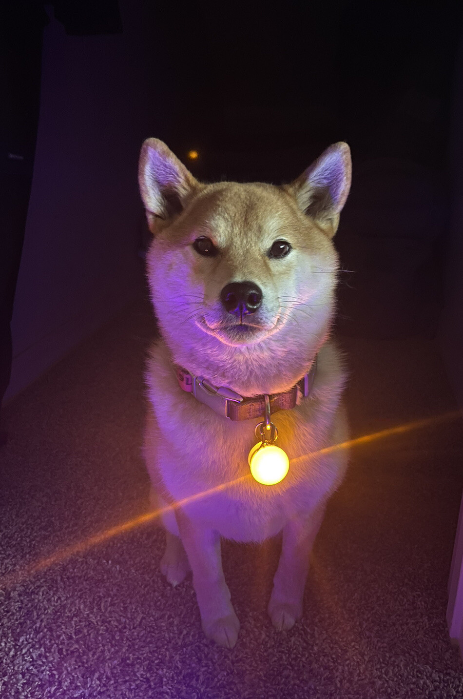 Rechargeable Dog Cat Collar Lights LED Clip on Light Veteran Owned