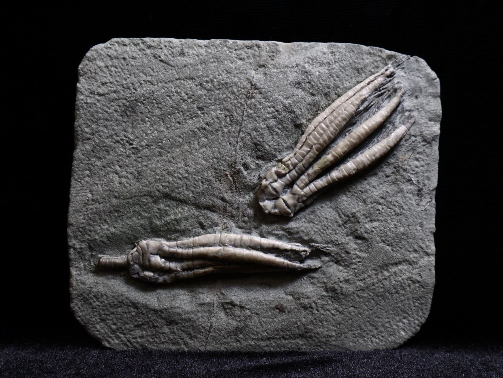 Two Scytalocrinus decadactylus Fossil Crinoids, Crawfordsville, Indiana