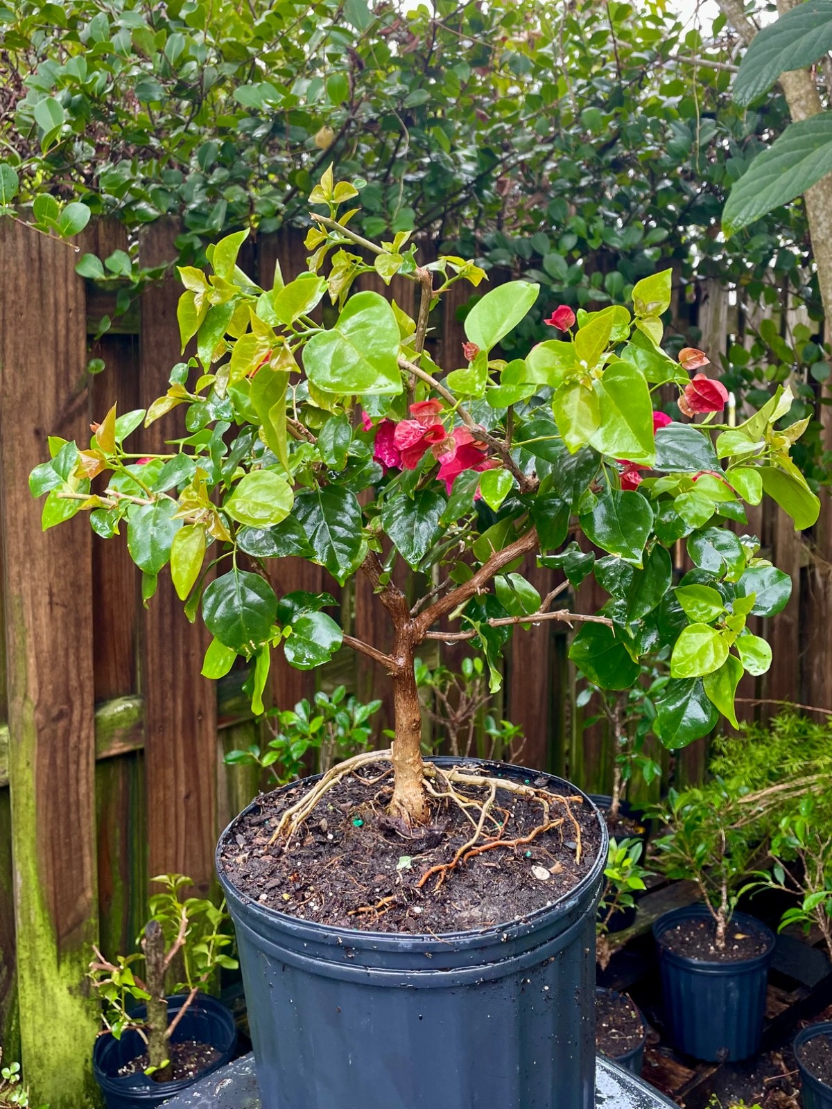 Bonsai Style Pre-bonsai Fuchsia Bougainvillea Tree 6 years