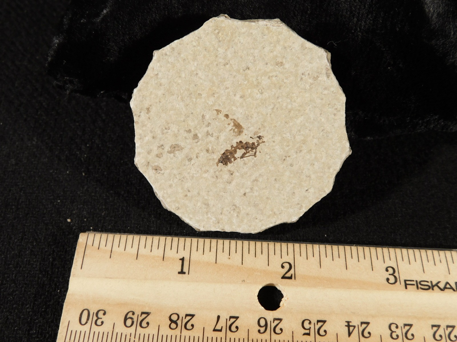 Winged INSECT FOSSIL 100% Natural From Fossil LAKE Wyoming 3.33