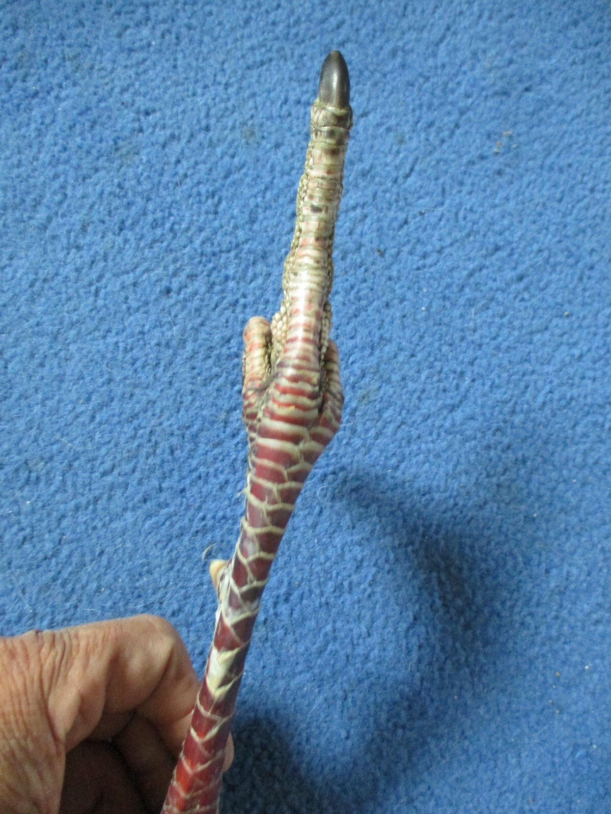 1 Real WILD TURKEY FOOT turkey  flipping the bird art craft mount bird odd gift