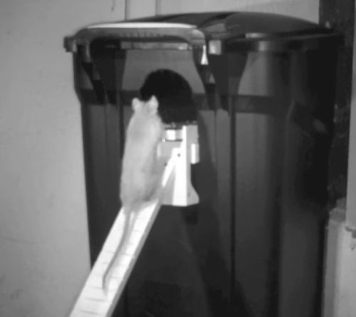 Walk The Plank Rat Trap - Rat & Squirrel - Plastic - Auto Reset - USA MADE