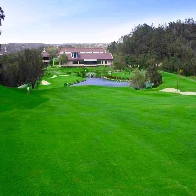 2026 Evergreen Dwarf Grass Seed Garden Grass Seed Growth-Grass Seeds/Lawn Seeds