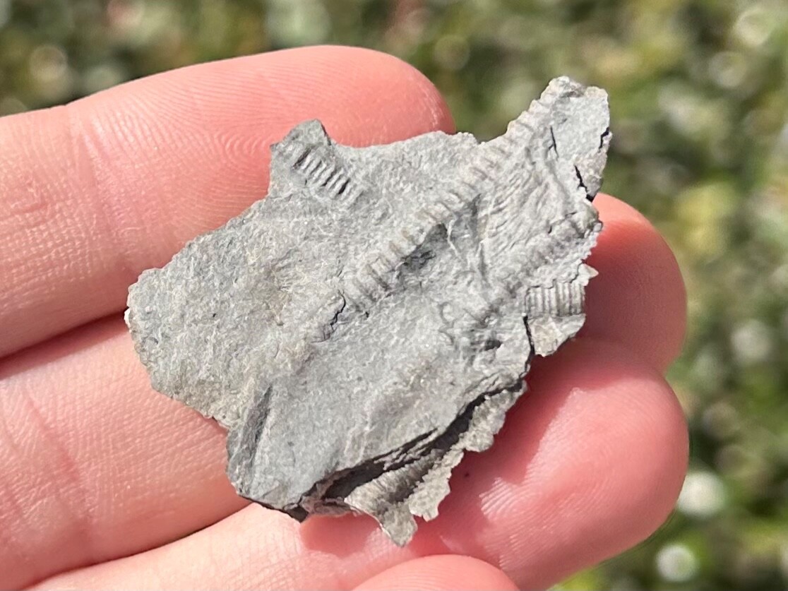 Canada Fossil Crinoids in Matrix Ordovician Age Brechin Ontario