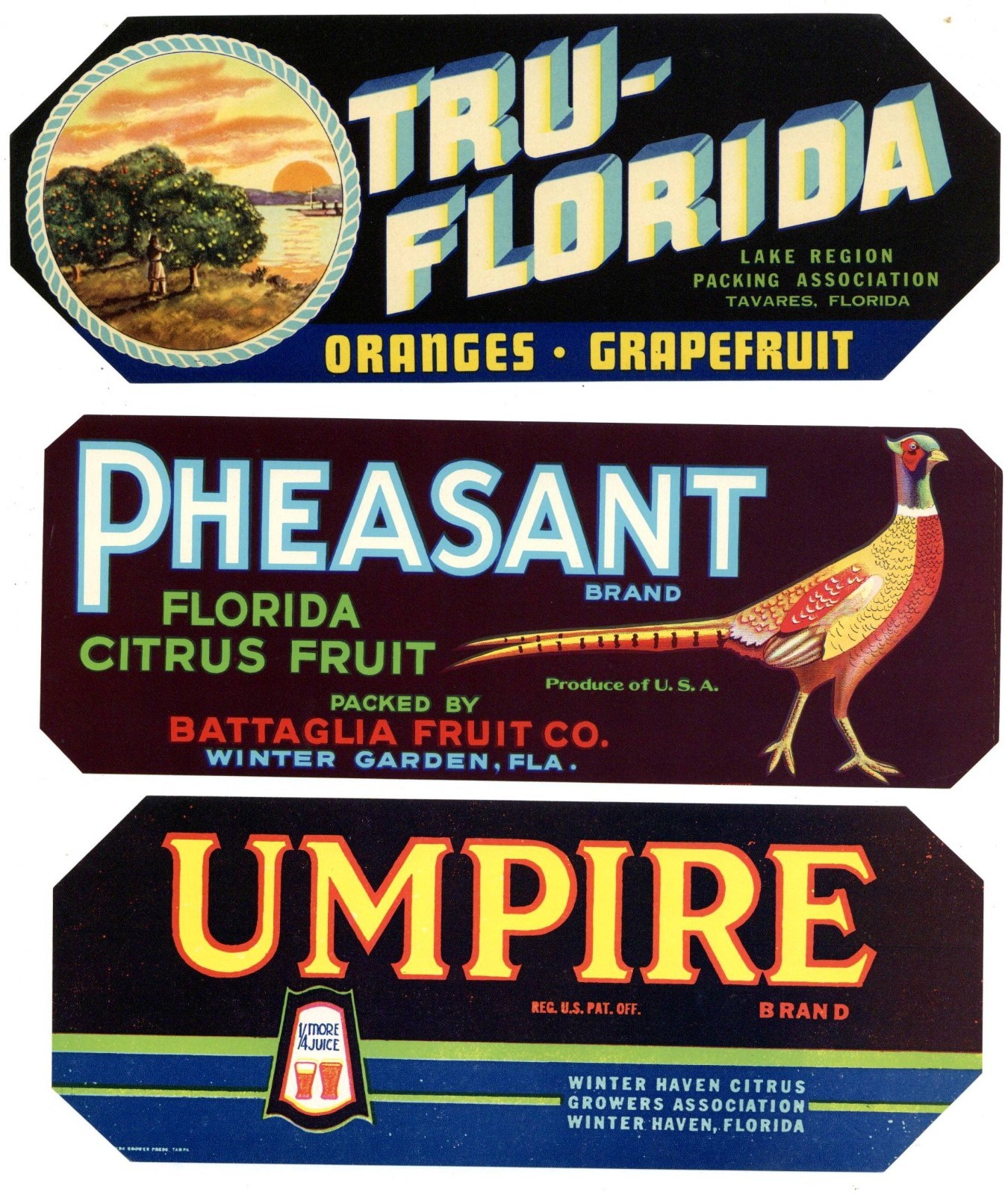 Collection of 25 Different Florida Citrus Labels **ORIGINAL FRUIT CRATE LABELS**