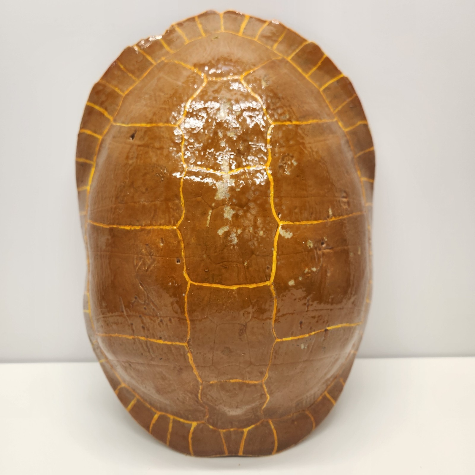 Vintage Real Turtle Shell Carapace 14 x 8" Taxidermy Curio Specimen Painted