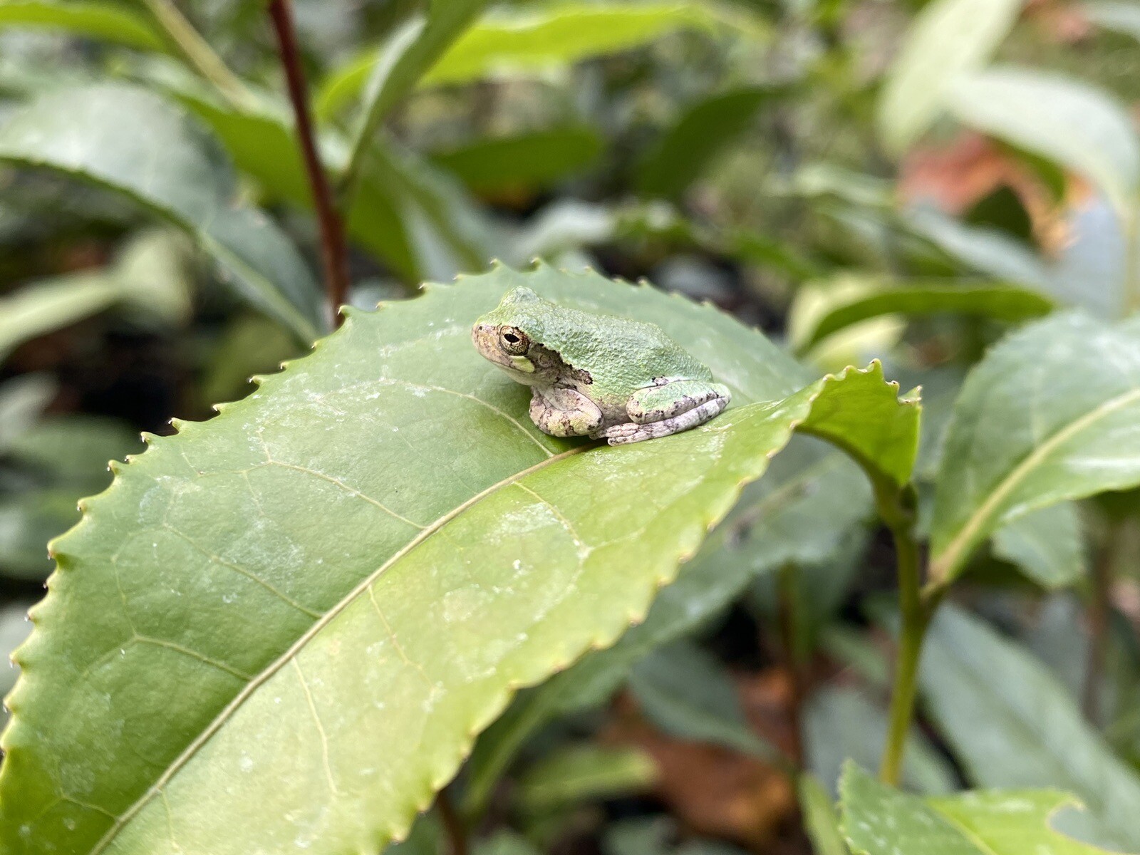 Tea Plant | Camellia sinensis | Black, Oolong, Green Tea