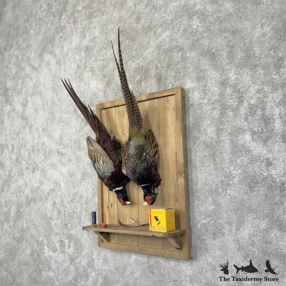 #31693 P | Ringneck Pheasant Taxidermy Bird Display For Sale