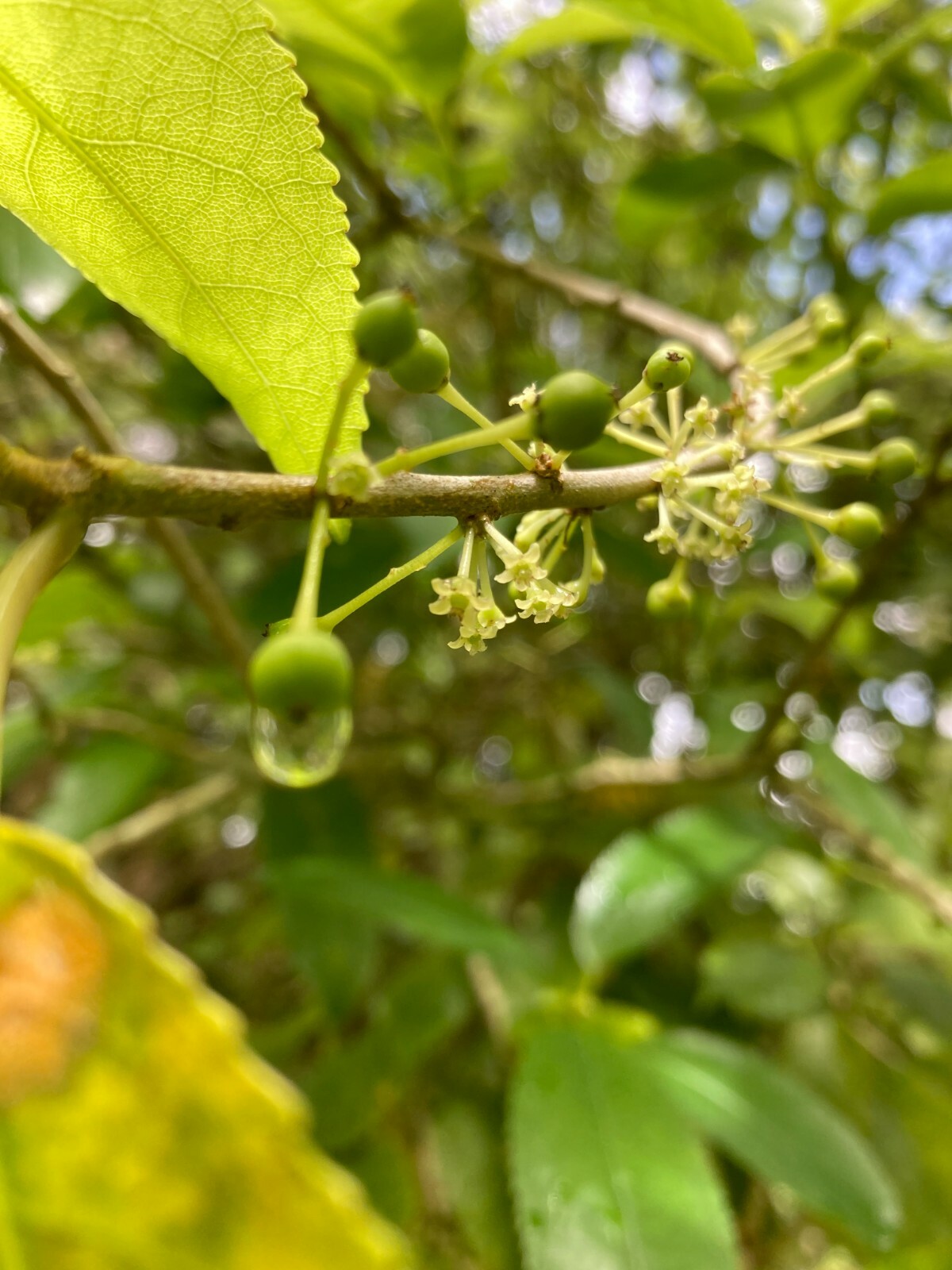 Mahoe - 50 seeds - Melicytus ramiflorus - Whiteywood - NZ Native