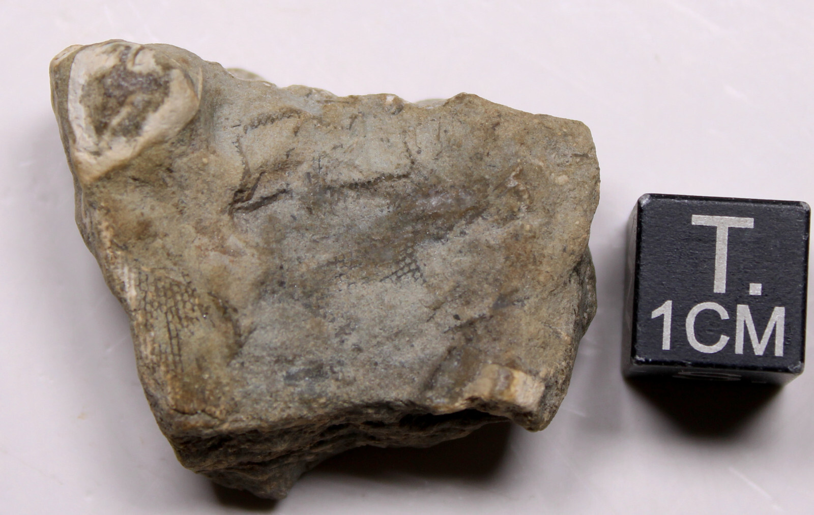 Heteroschisma subtruncatus Devonian Blastoid Fossil Thunder Bay Fm Michigan