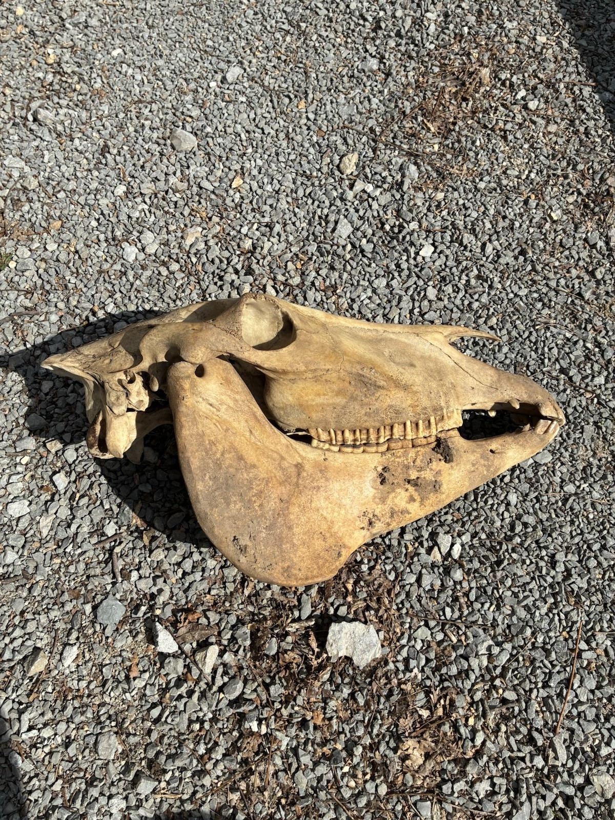 LARGE HORSE SKULL AUTHENTIC With BOTTOM JAW TEETH EQUINE TAXIDERMY Natural