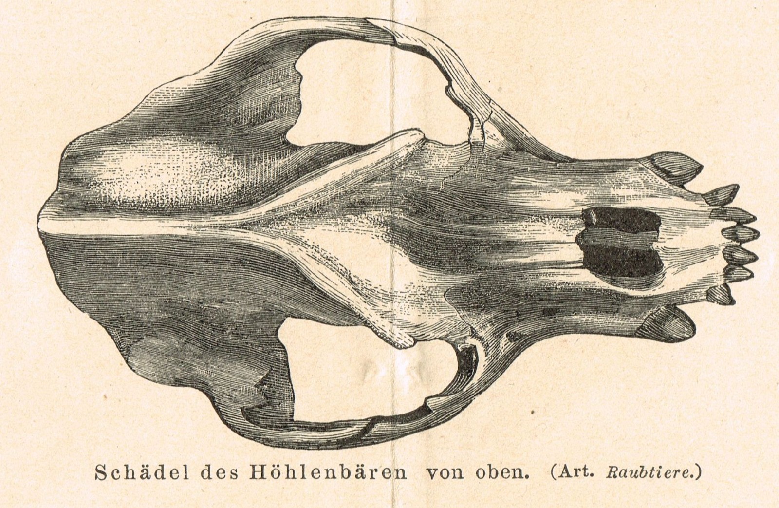 Paleontology Mammoth Bones $ Skull FOSSILS Antique Vintage Authentic Print 1892
