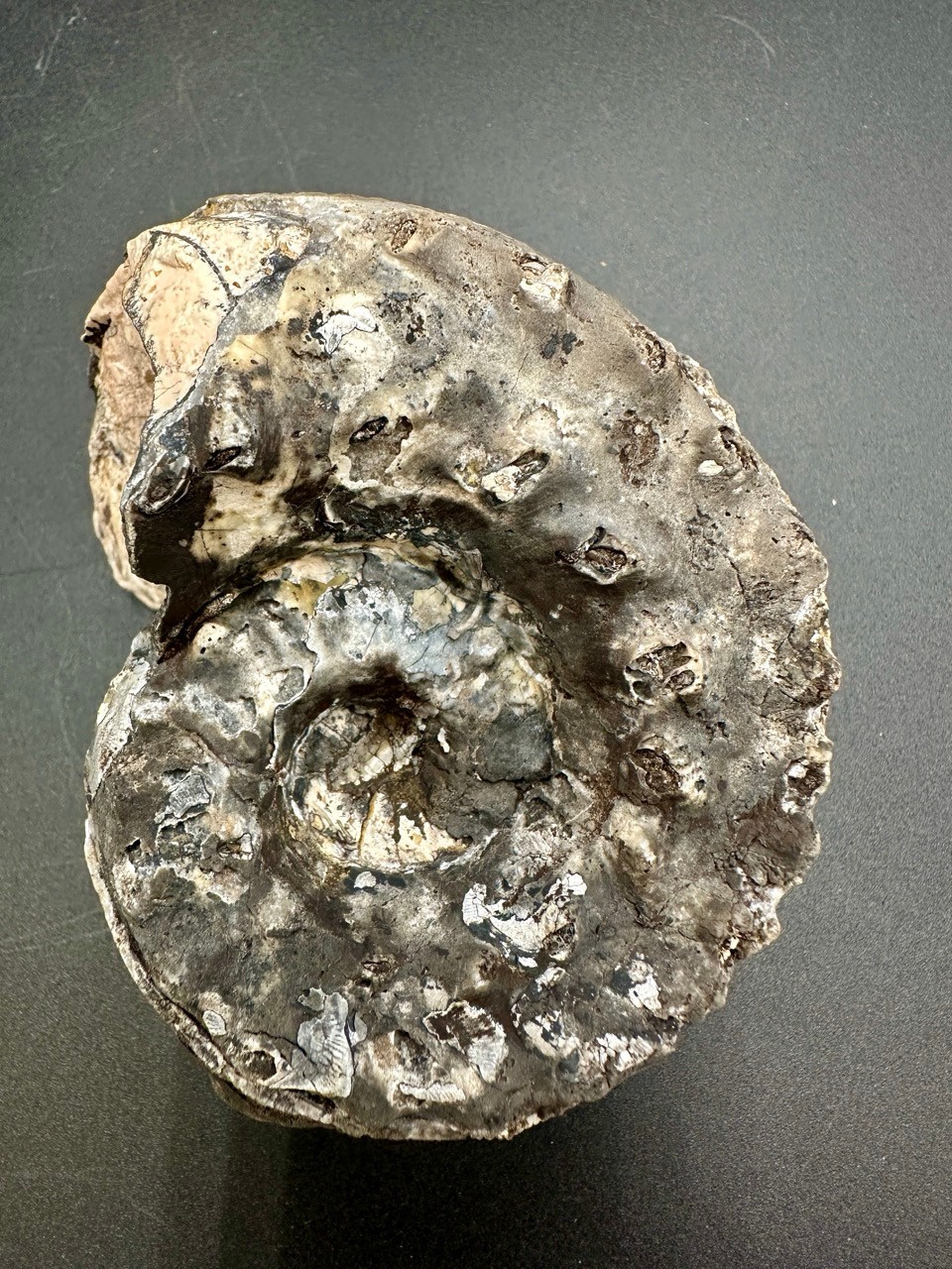 Rare Pleuronautilus aff. malaycus - Late Triassic Norian Timor Indonesia 7.5 cm