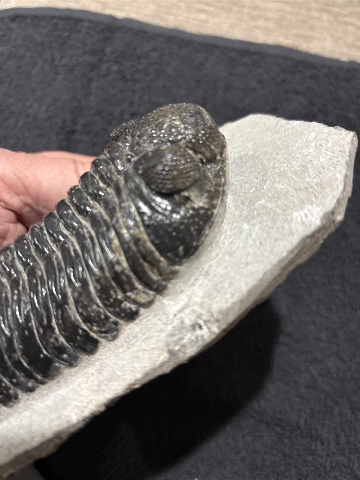 Really Nice Symmetrical 4 1/4+ Inches A Bit Shiny Oddly Cut Underneath Drotops