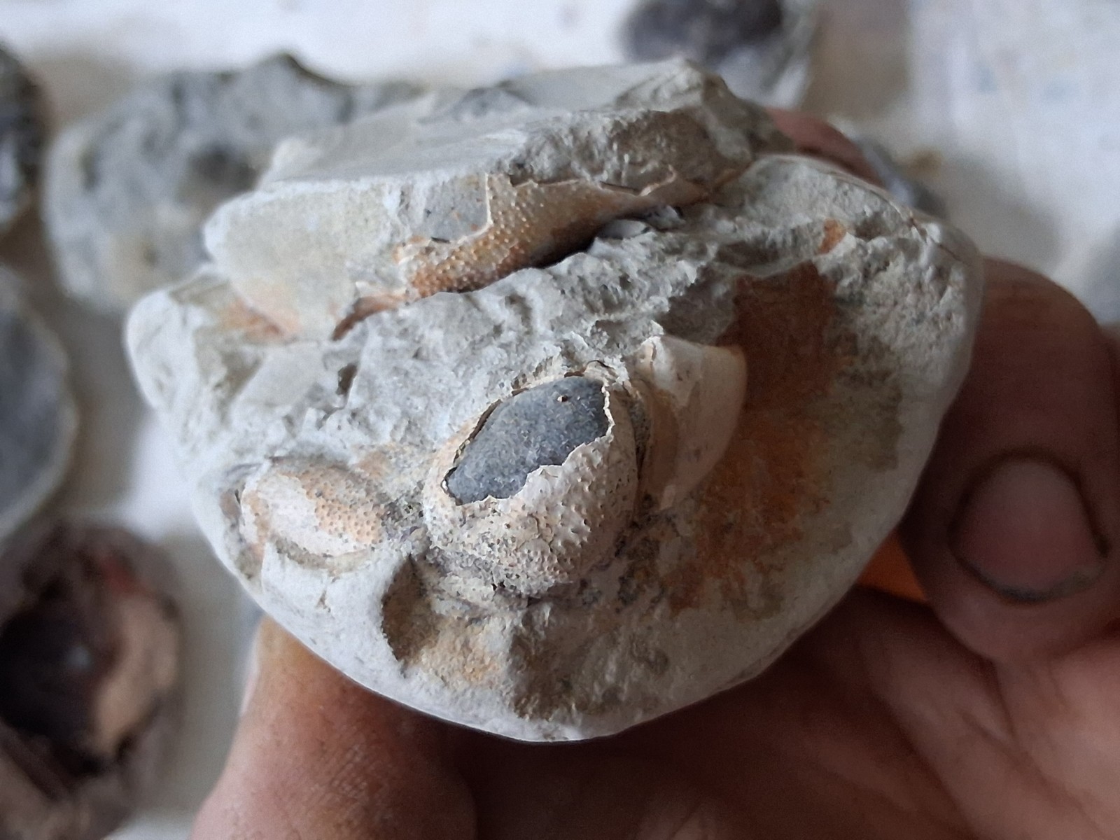 15 Unfinished Crab Fossil Lot Washington State