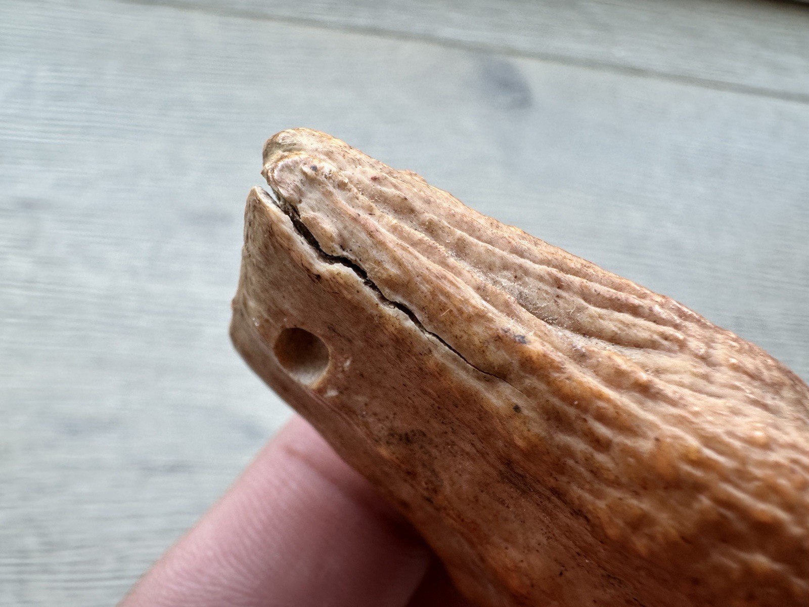 3.8” Ursus Spelaeus 25,000 Years Old Cave Bear Tooth Perfect Condition