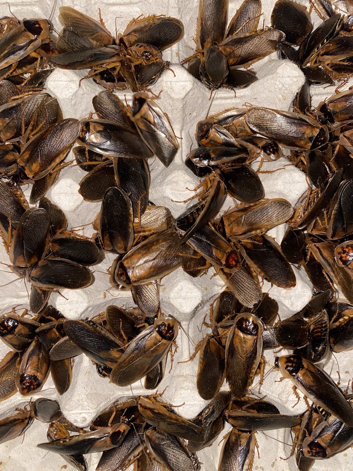 Dubia Roaches - Small, Medium, Large Males - Live Arrival Guaranteed FREE SHIPPI