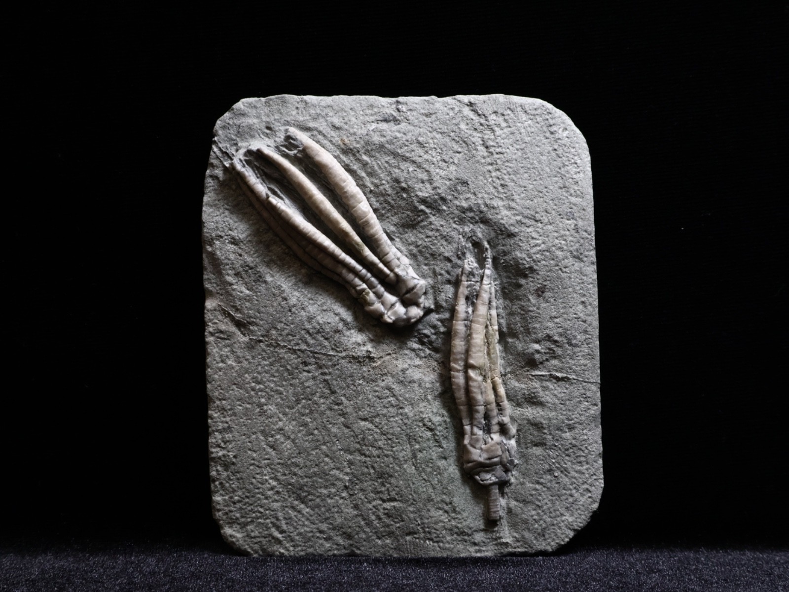 Two Scytalocrinus decadactylus Fossil Crinoids, Crawfordsville, Indiana