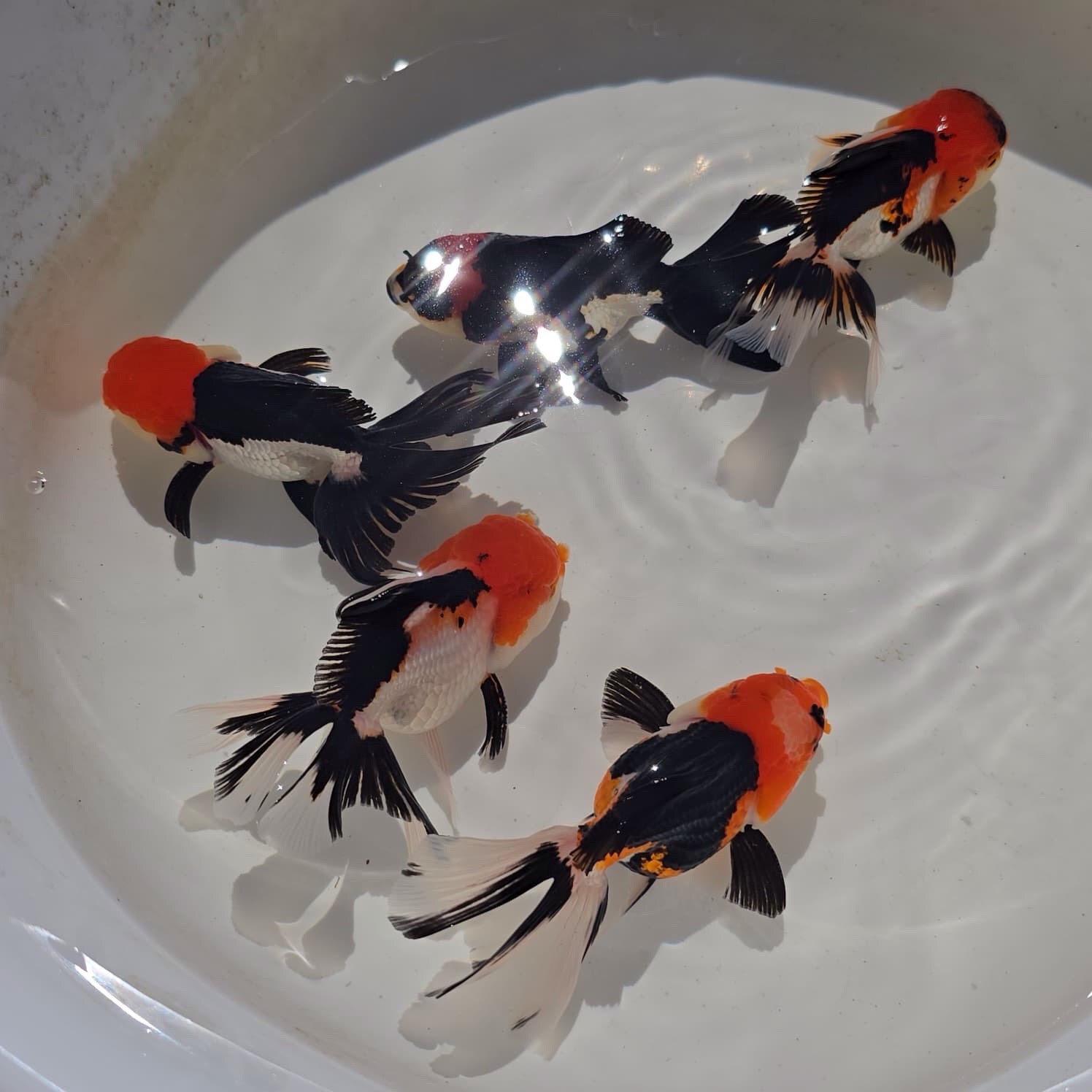 Live Oranda Tri Color Juvenile Goldfish short body 2 to 2.5 inch