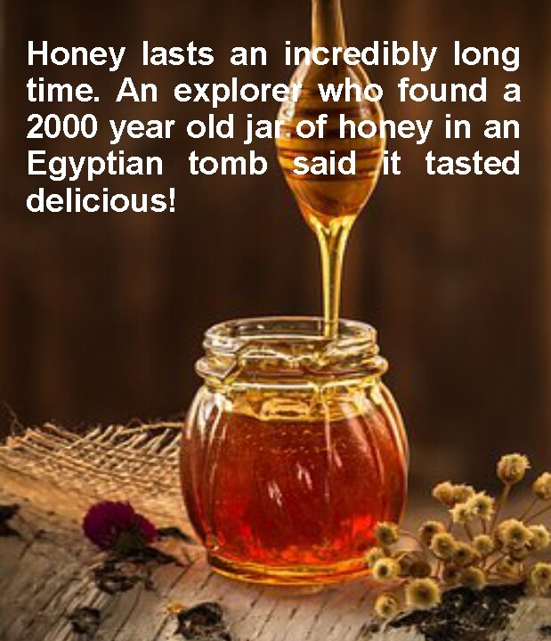 1 Gallon easy pour jug RAW Pennsylvania WILDFLOWER HONEY 100% PURE & NATURAL