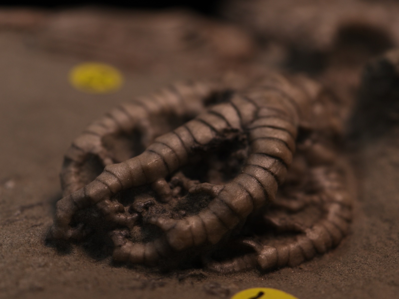 Meaty Plate of Fossil Crinoids, Crawfordsville, IN