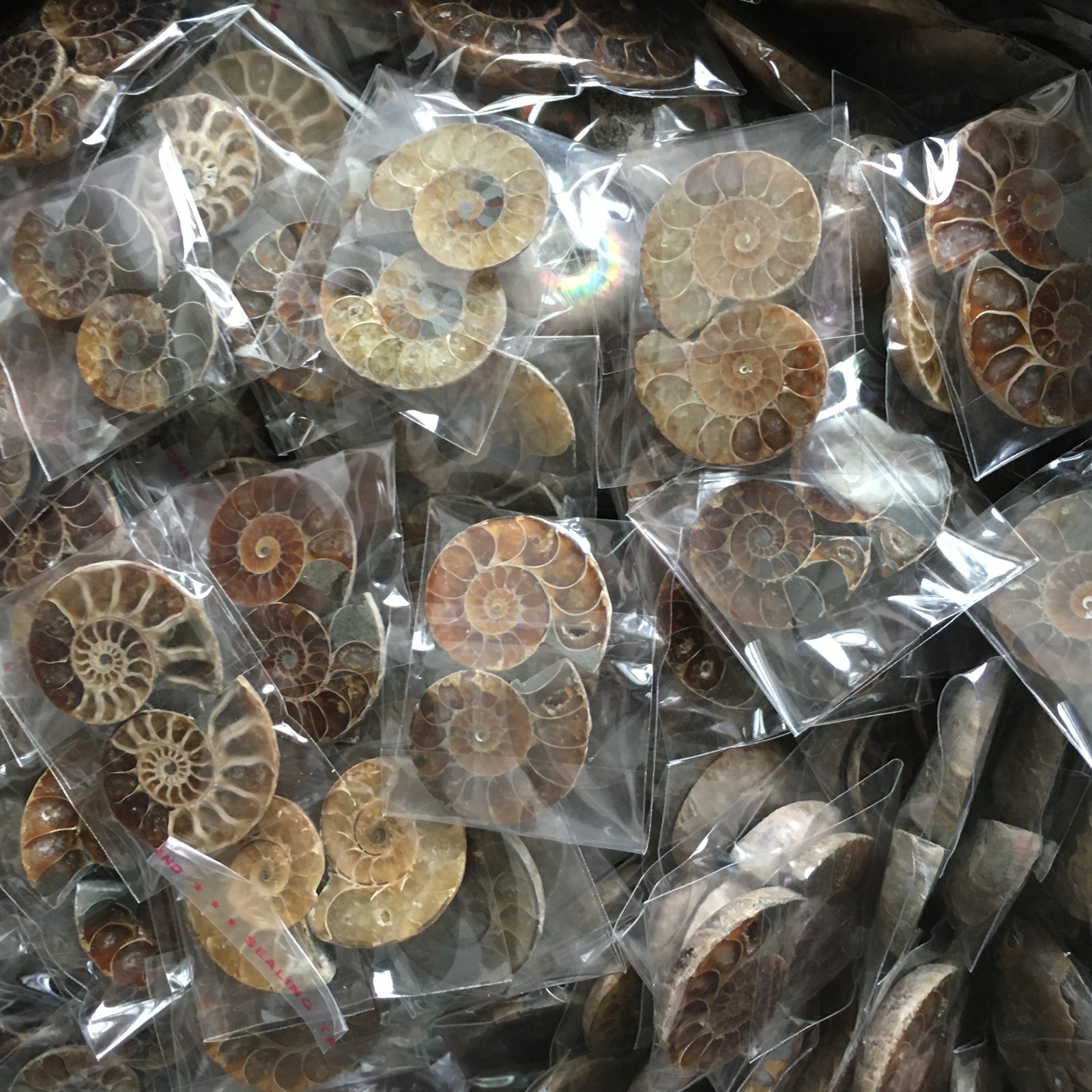 50 pair of Split Ammonite Specimen Shell Healing Madagascar 02