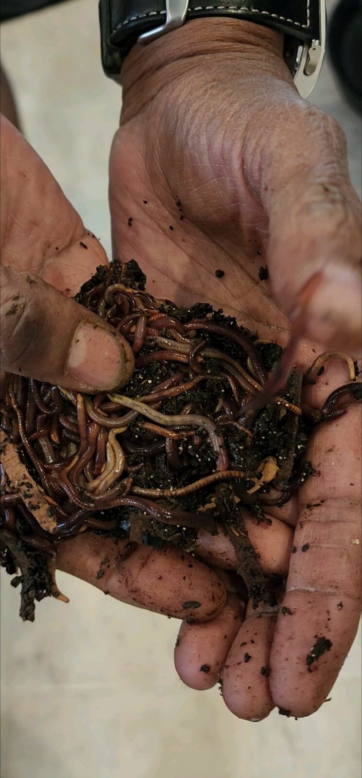 1 Lbs PURE RED WIGGLER Compost Worm /FREE SHPG/Weather Determines SHPG