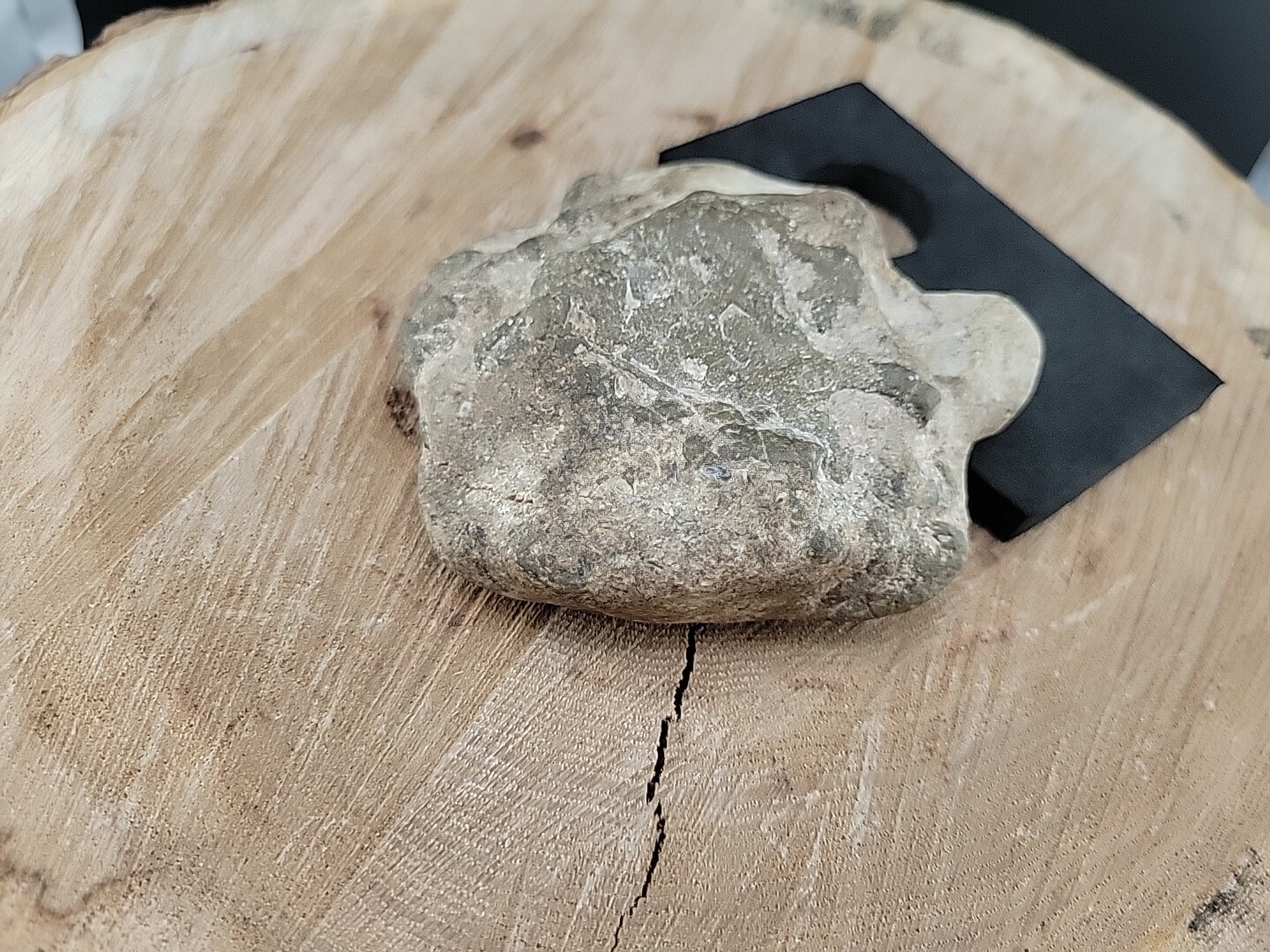 Horseshoe Crab Fossil In Stone Matrix