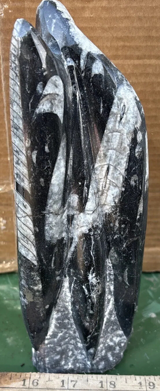 8 Inches tall standing Orthoceras fossil