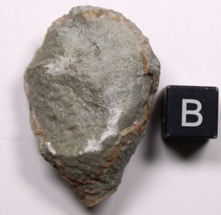 Holocystites scutellatus Silurian Cystoid Fossil Indiana Massie Shale