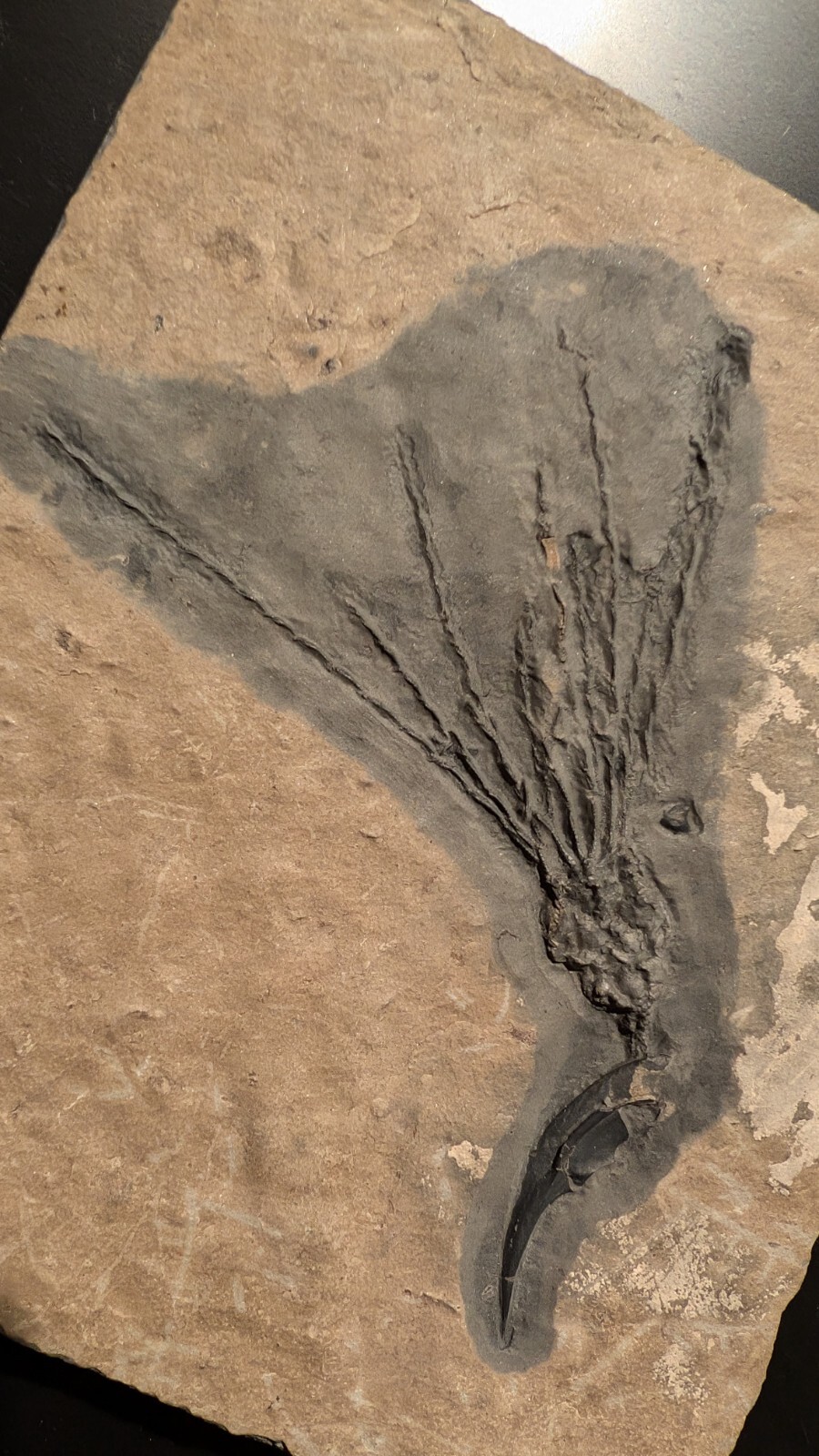 Gogia granulosa Fossil Wheeler/Marjum Formation, Utah Cambrian Proto-echinoderm