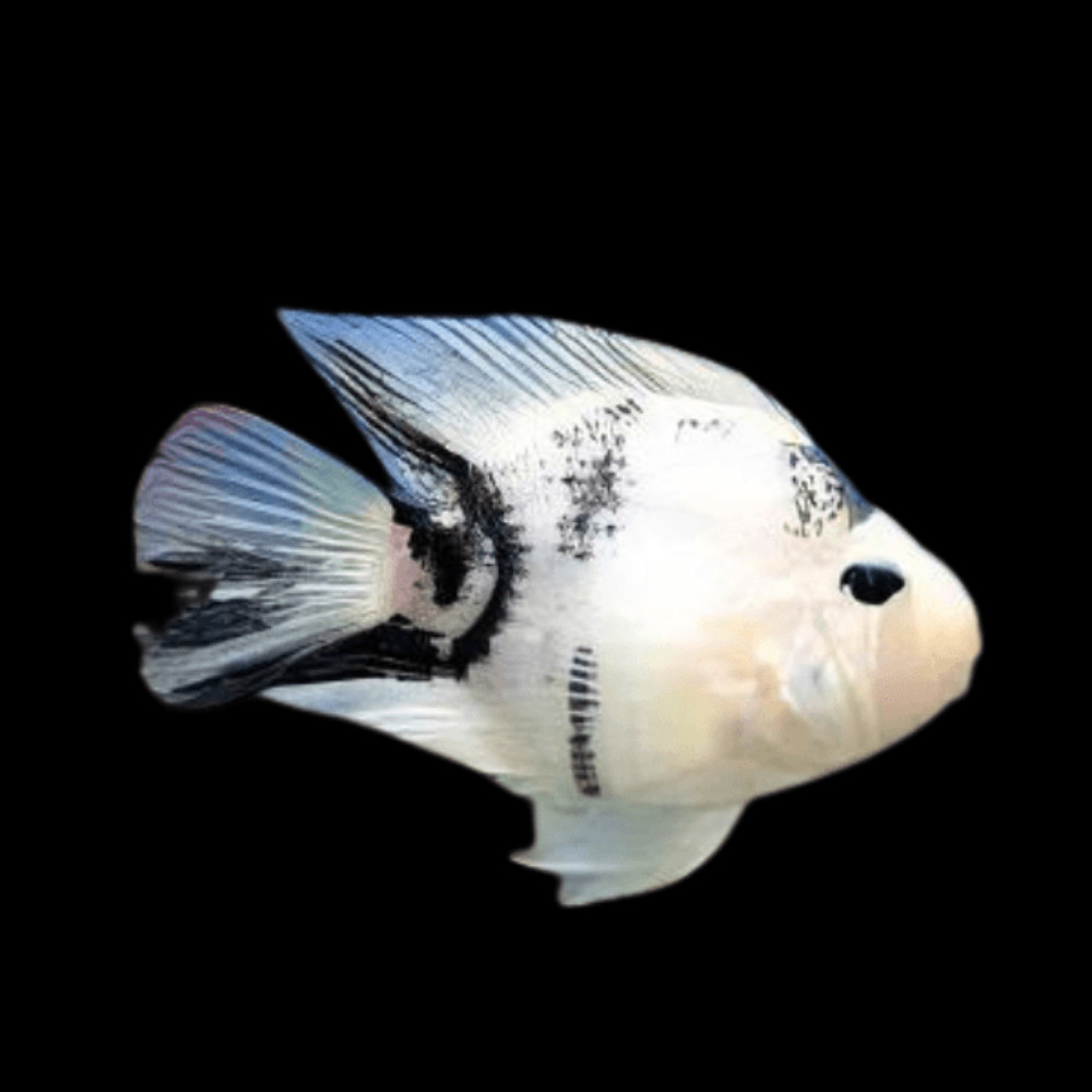 Parrot Panda Cichlid 2–2.5 Inch Live Freshwater Fish Aquarium Rare Color