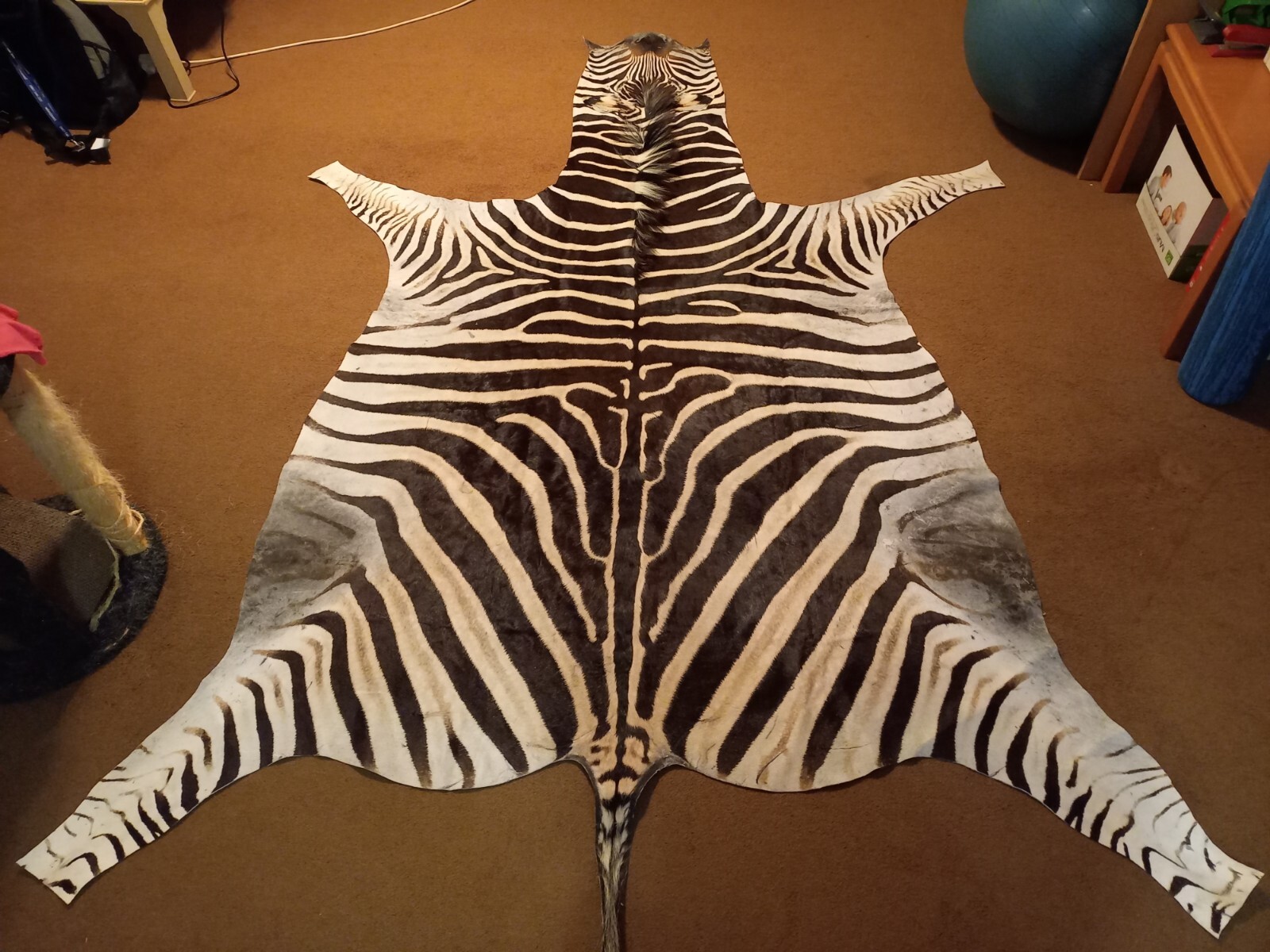Zebra hide / skin - Large Genuine South African Burchell Zebra hide - 35% OFF