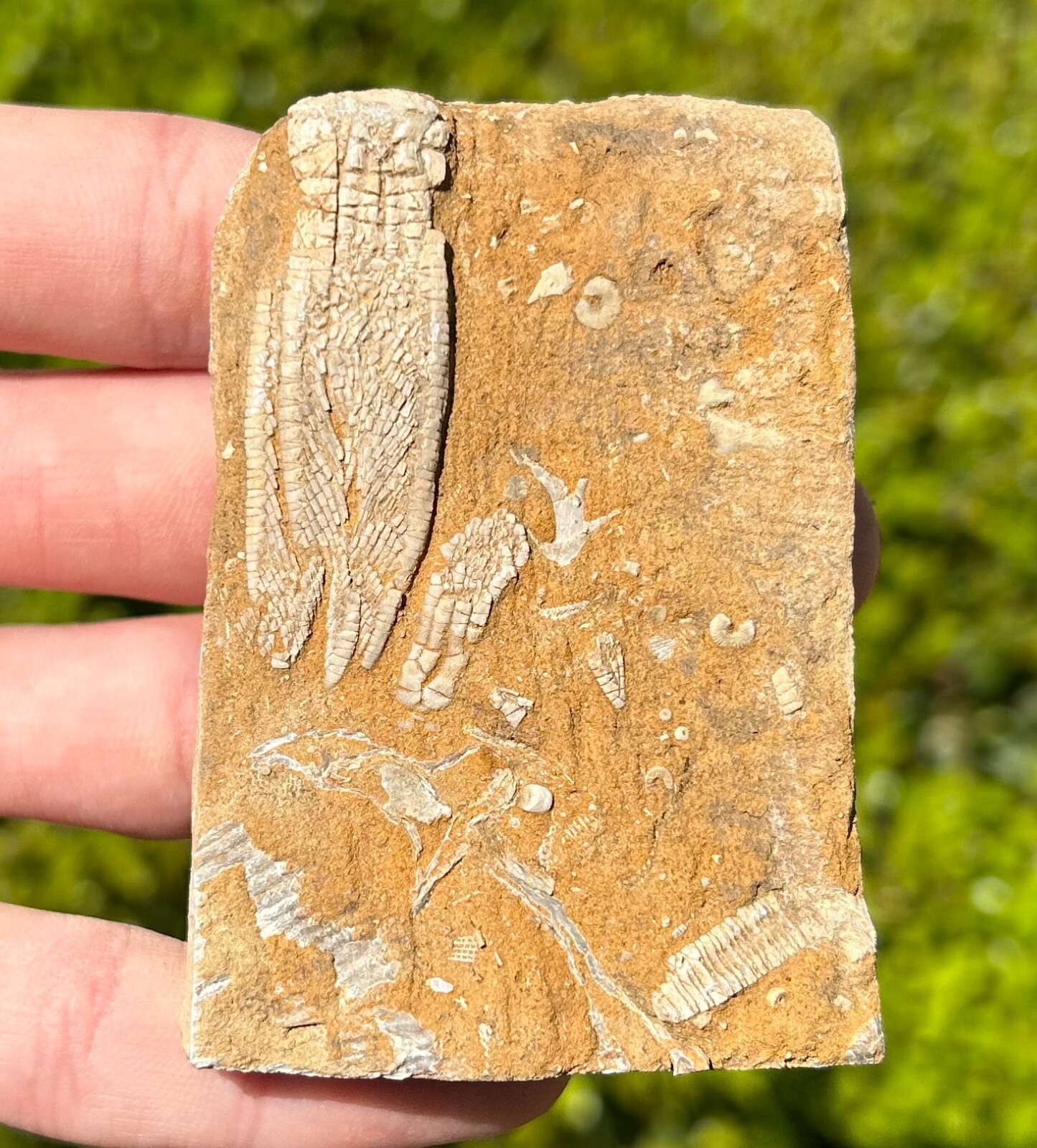 DOUBLE Fossil Crinoids in Matrix Phanocrinus Aphelecrinus Alabama Bangor Fm