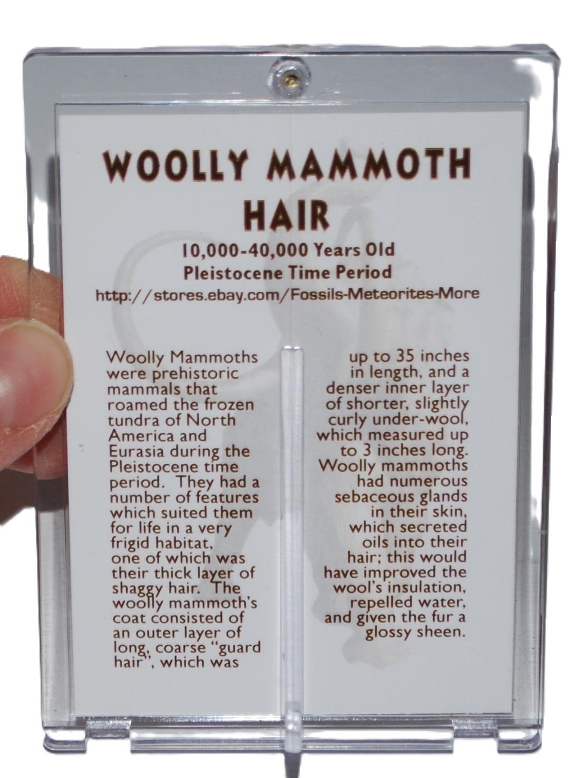Woolly Mammoth Genuine Hair w/ COA for Fossil Collectors