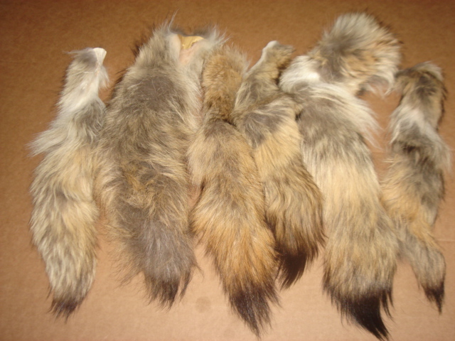 Tanned Eastern Coyote Tails/Fur/Crafts/Real Fur Tails/Harley Davidson apparel