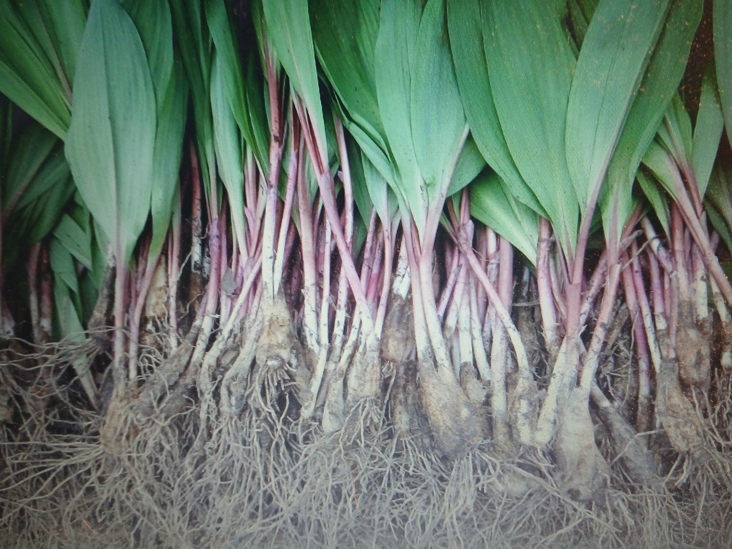 Wild Leeks / Ramps 2 Pound Gourmet Organic Spring Onion PRE ORDER DIGGING SOON