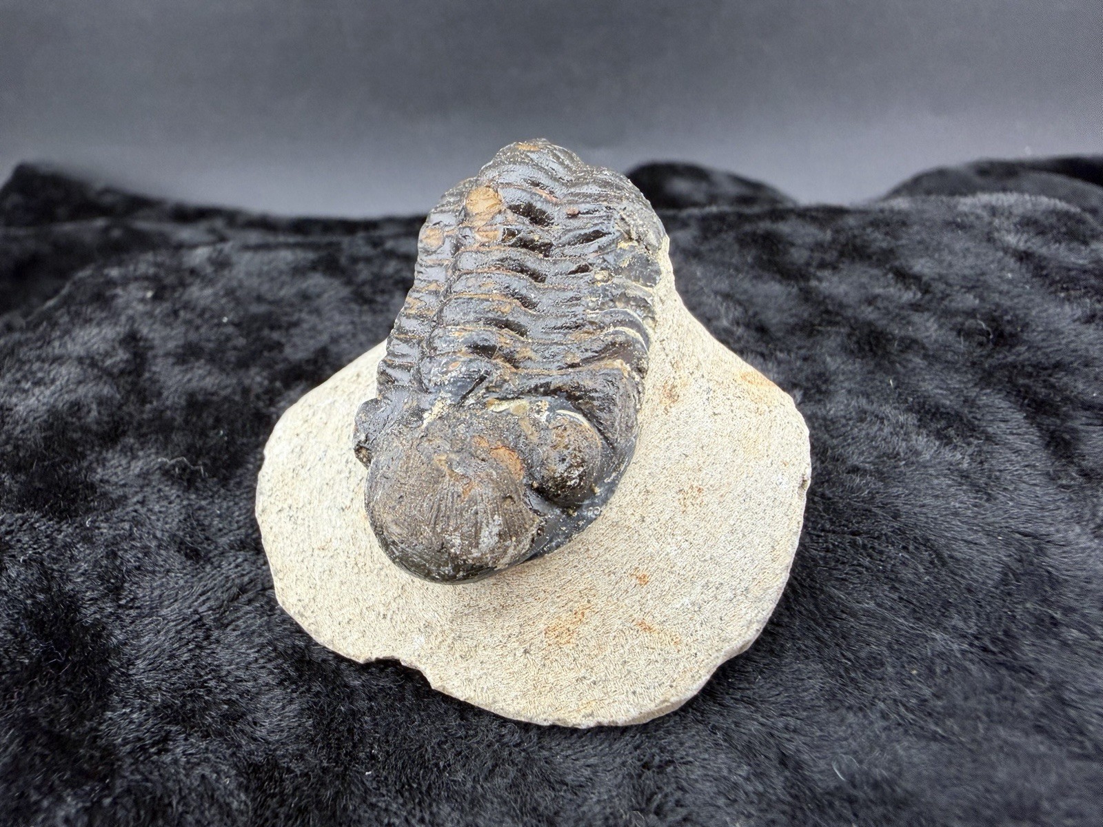 Trilobite Fossil in Sandstone Matrix from Morocco. 50 g.
