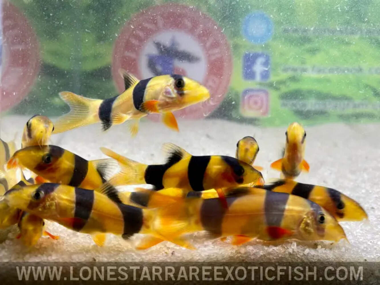 Clown Loach / Chromobotia macracanthus - Live Aquarium Fish