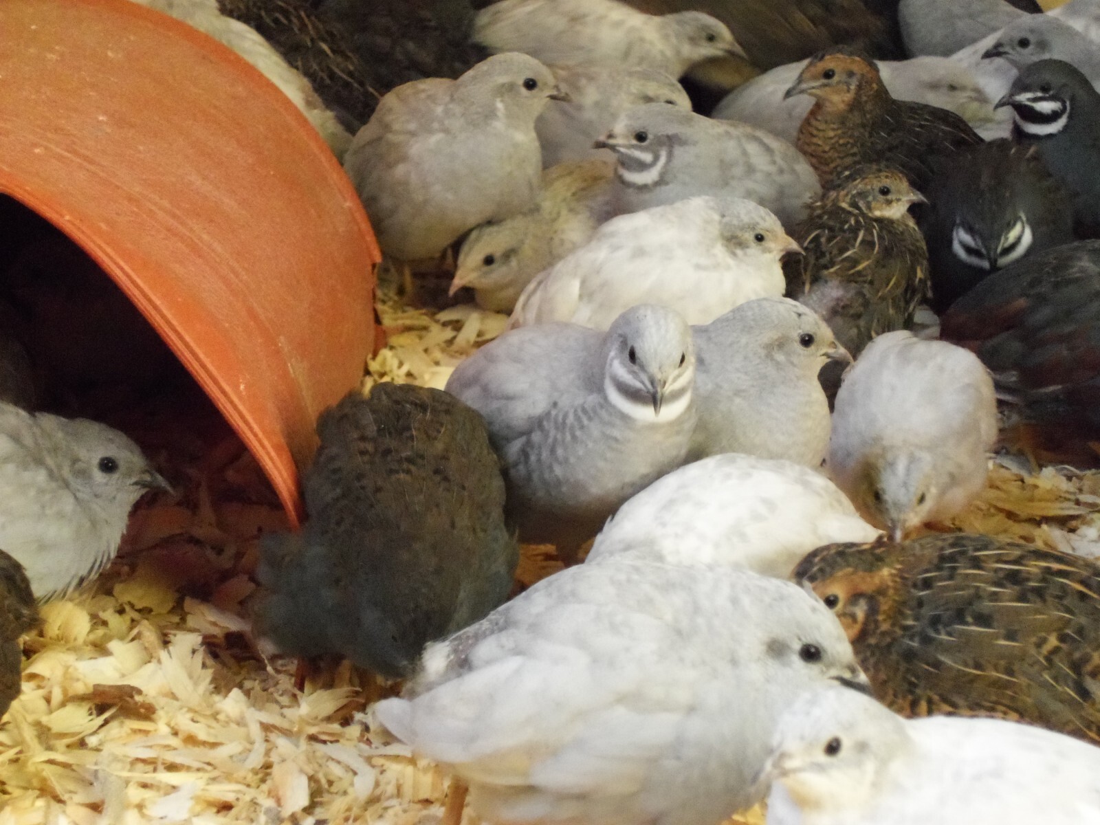 6+ with Up To 4 extra Button Quail Hatching Eggs