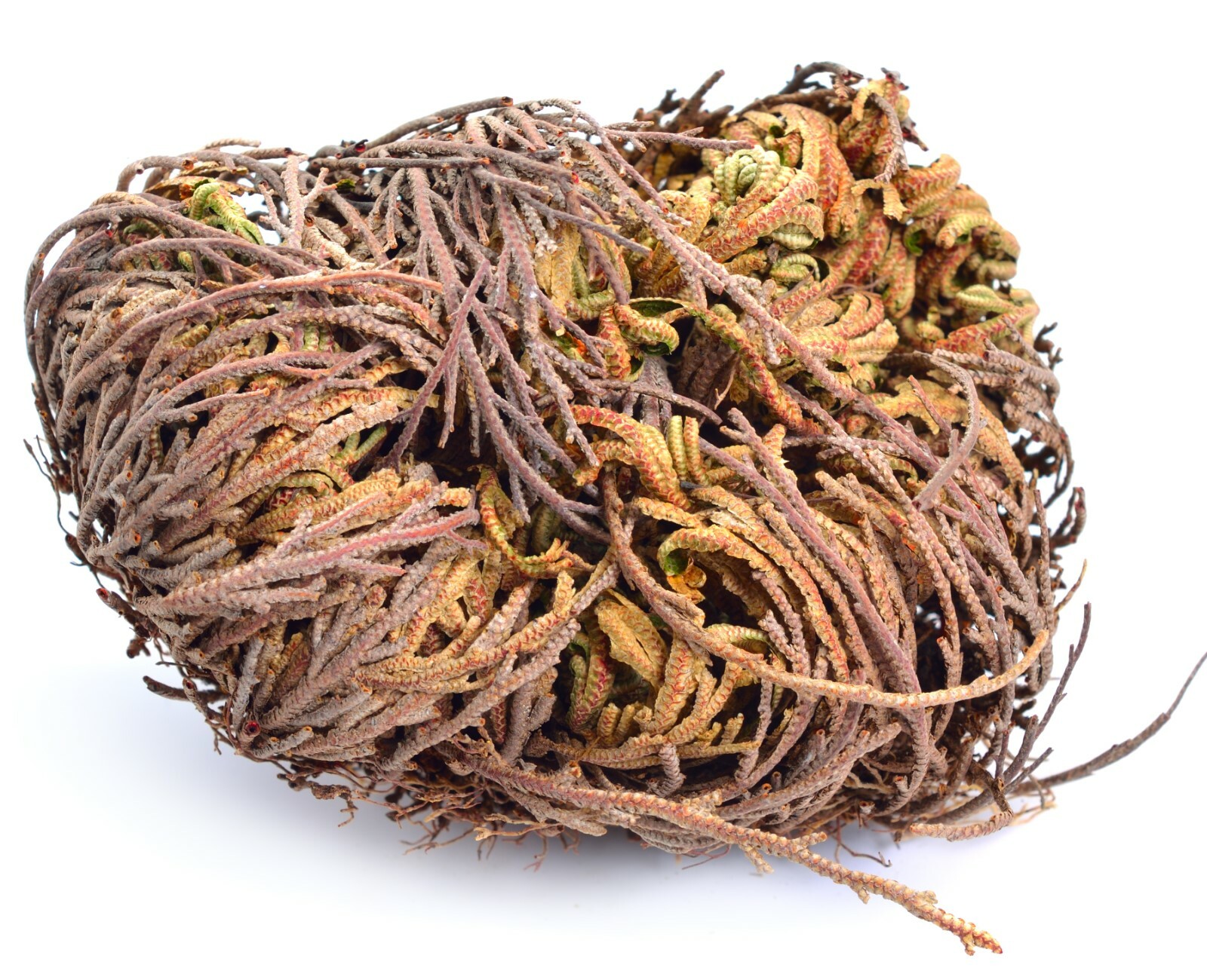 Jericho Flower - 24 Pack Bulk - Rose of Jericho, Resurrection Flower Whole Dried