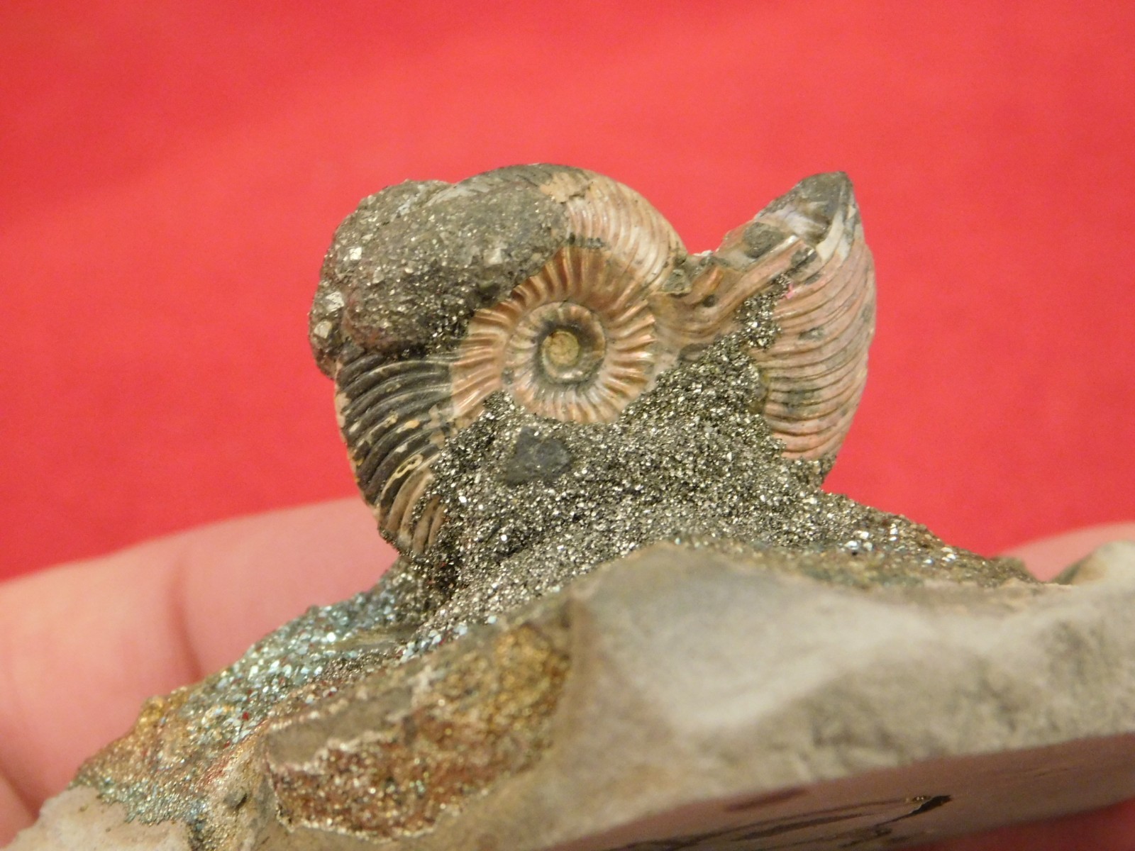 IRIDESCENT AMMONITE Fossil on Rainbow PYRITE! Volga River Saratov Russia 68.8gr