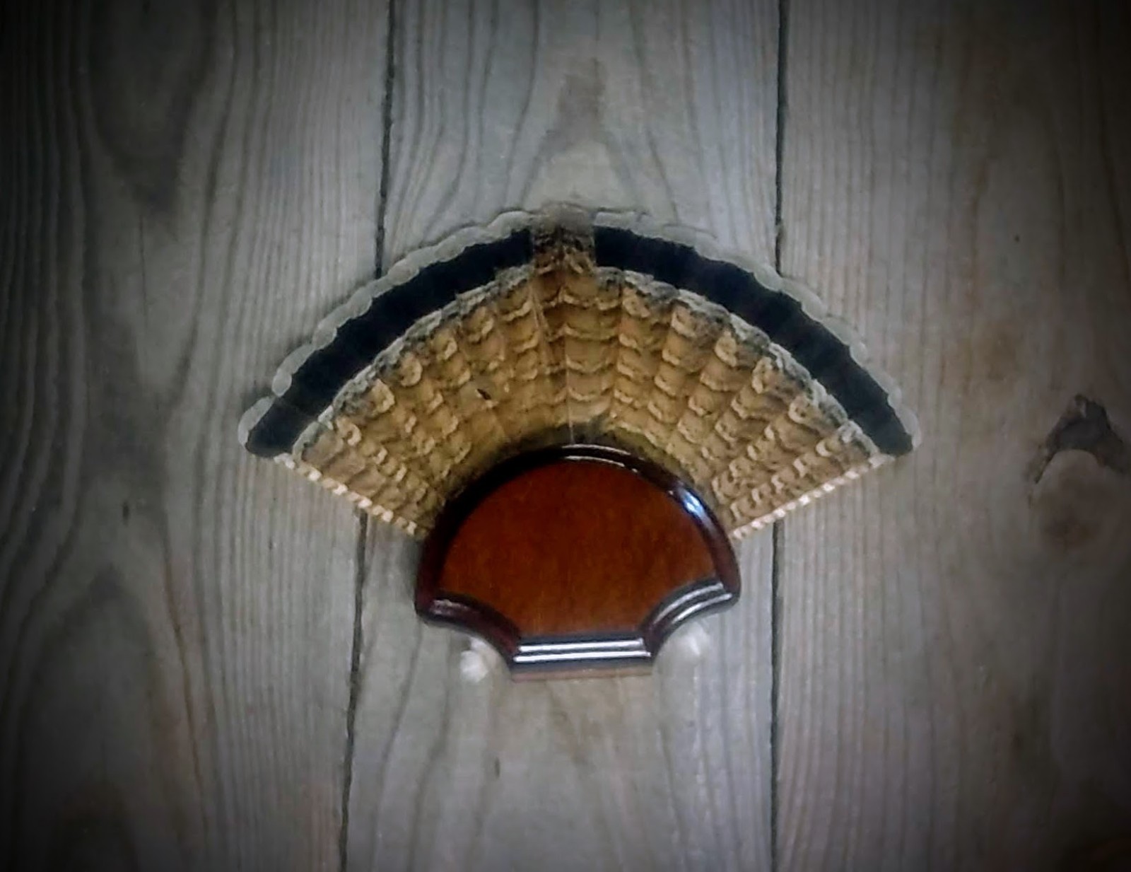 BLACK WALNUT GROUSE FAN TAIL DESK SHELF PANEL PLAQUE TAXIDERMY GROUSE TROPHY