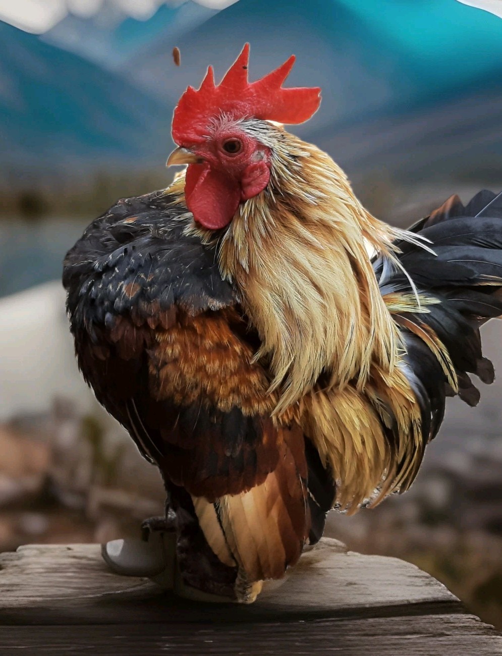 12+Ex NPIP AI CLEAN Pure Serama Micro To B Hatching Eggs MALAYSIAN & TRADITIONAL